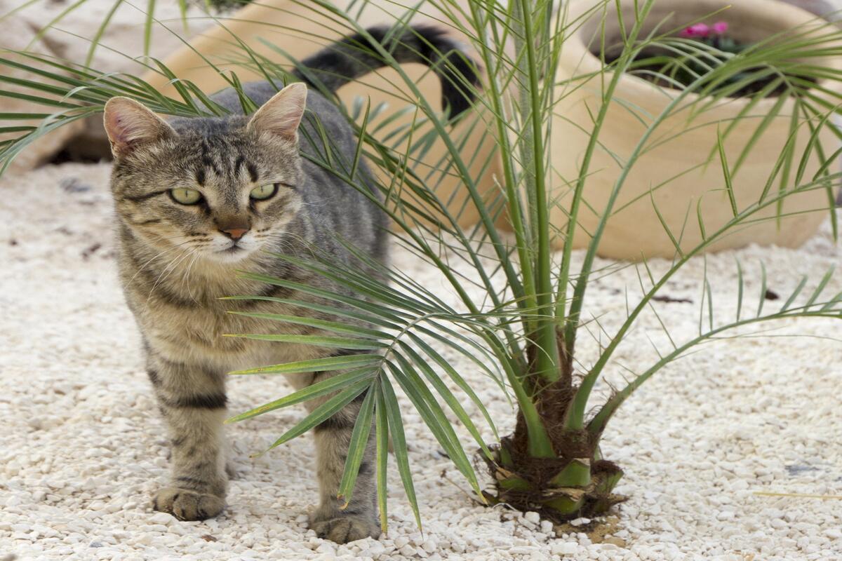 gatto accanto a una pianta