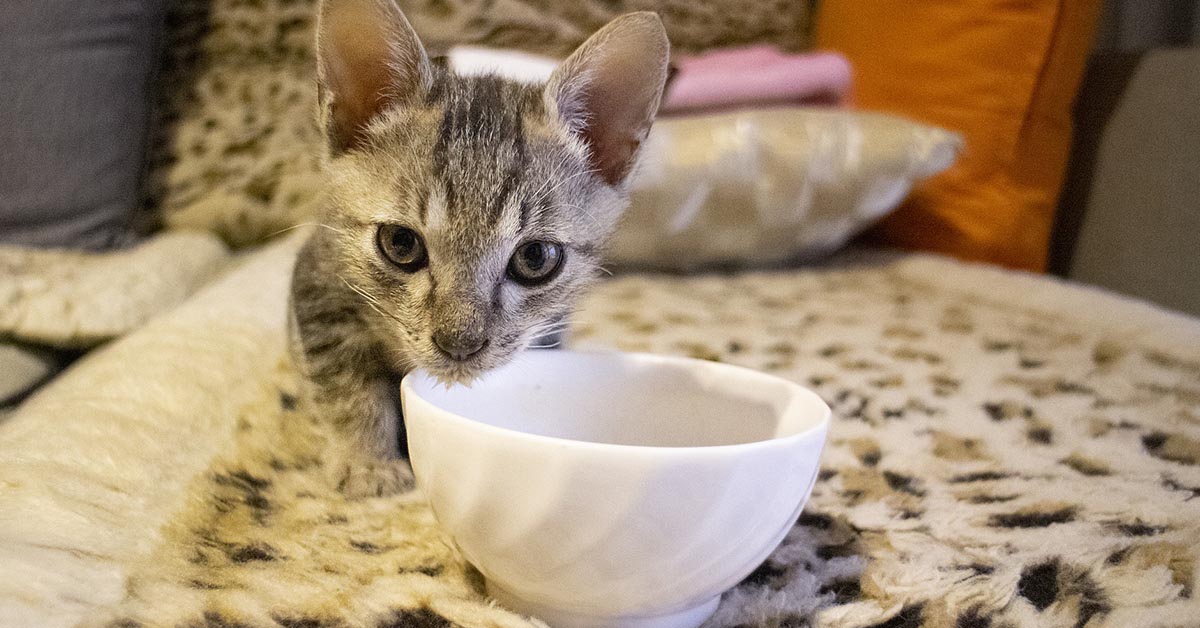 Il gatto può diventare vegetariano oppure no?