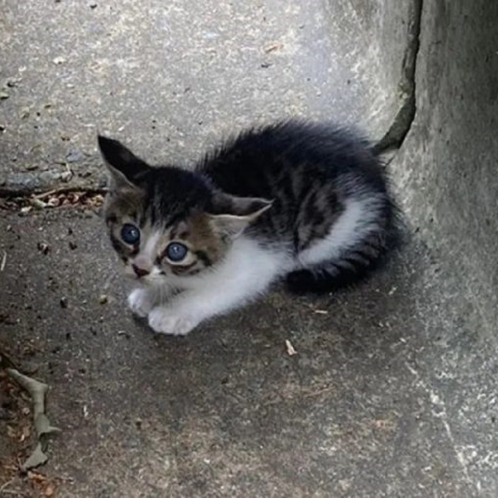 claddagh gatto avvistamento clare