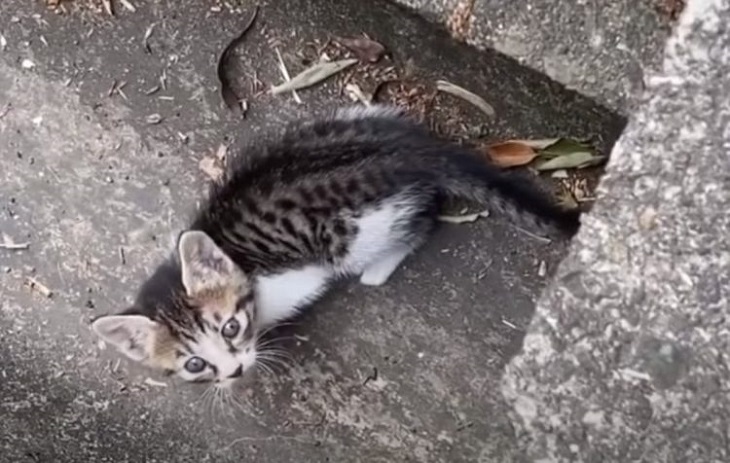 claddagh gattino strada randagio