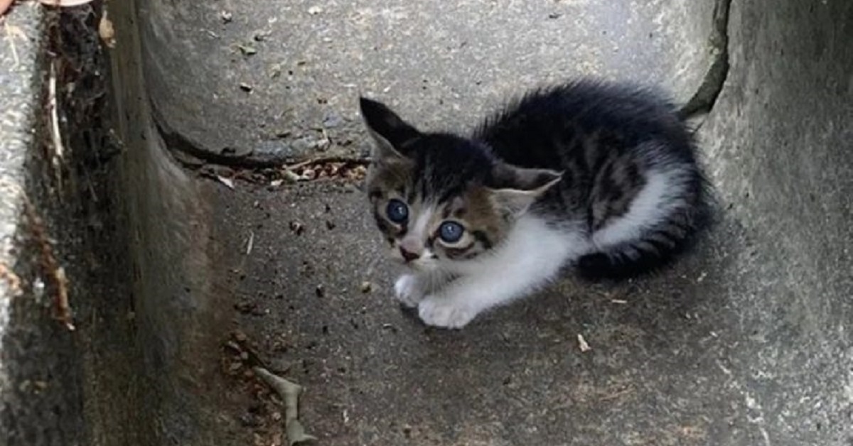 Gatto vive la vita dei sogni dopo l’abbandono in un tombino (VIDEO)