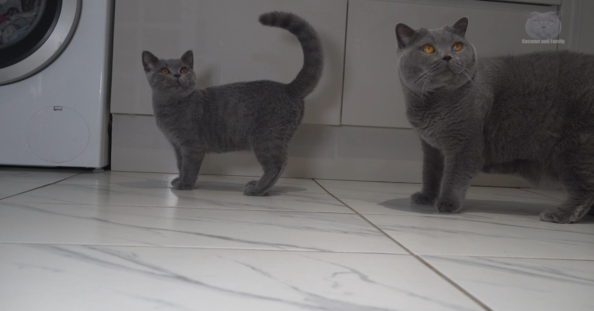Gioco tra gattini si conclude in un modo dolcissimo(VIDEO)