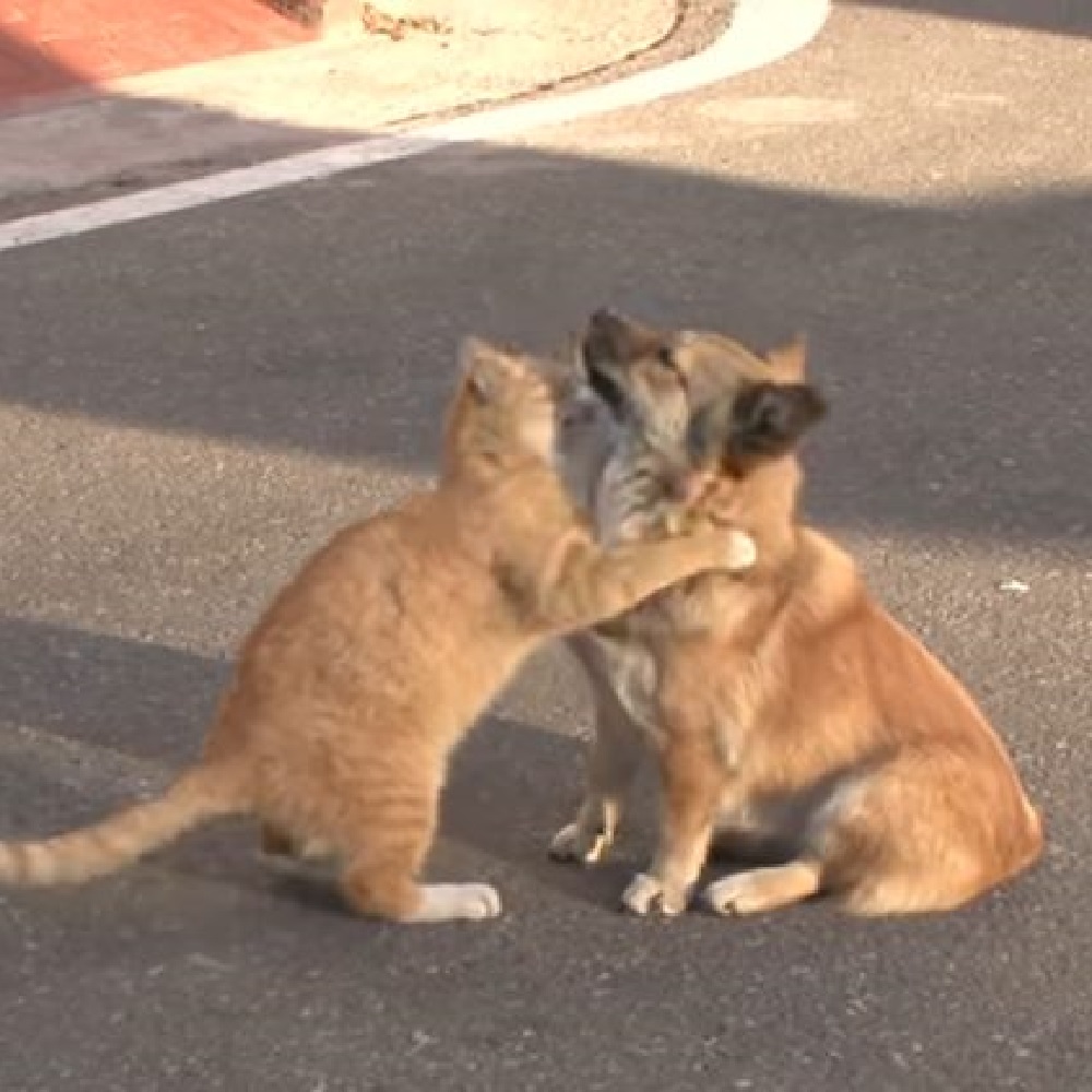 gattino strada incontra per caso cane
