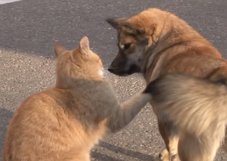 gattino strada incontra amico cane