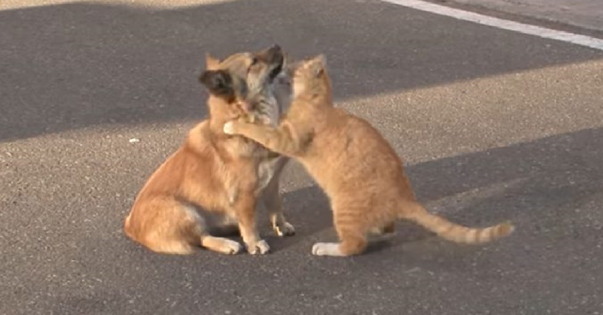Il gattino di strada consola il cucciolo di cane rimasto solo (VIDEO)