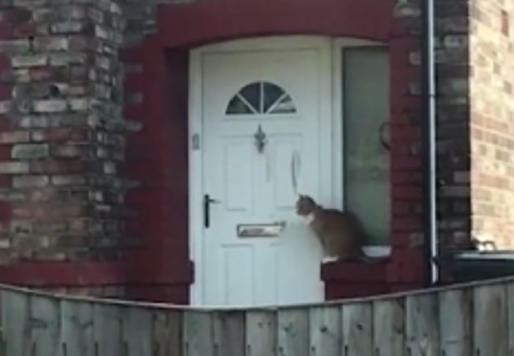 dan intelligenza gatto bussa porta