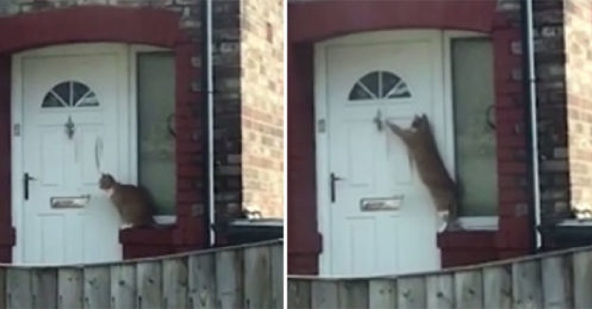 Il gattino educato bussa alla porta di casa per farsi aprire (VIDEO)