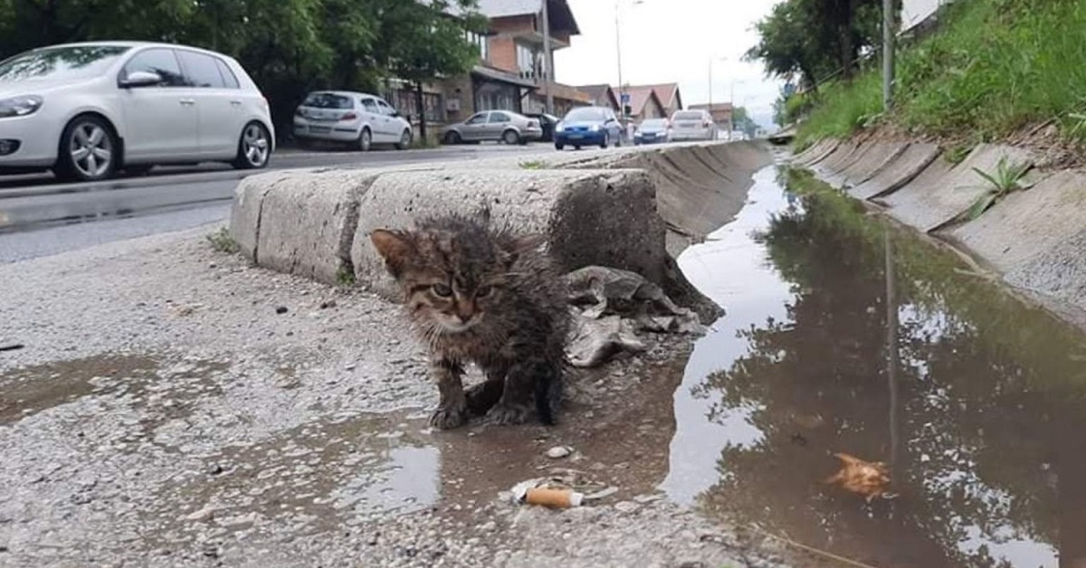 Il salvataggio del gattino vittima degli attacchi dei corvi (VIDEO)