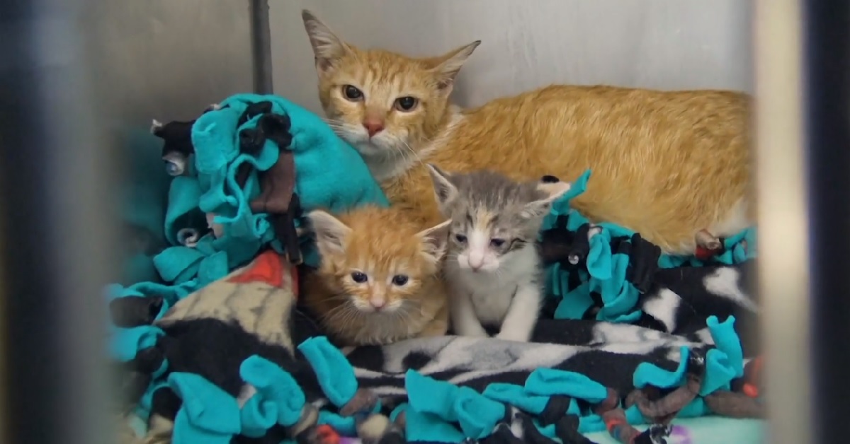Il salvataggio di 5 gatti bloccati all’interno di un vecchio divano (VIDEO)