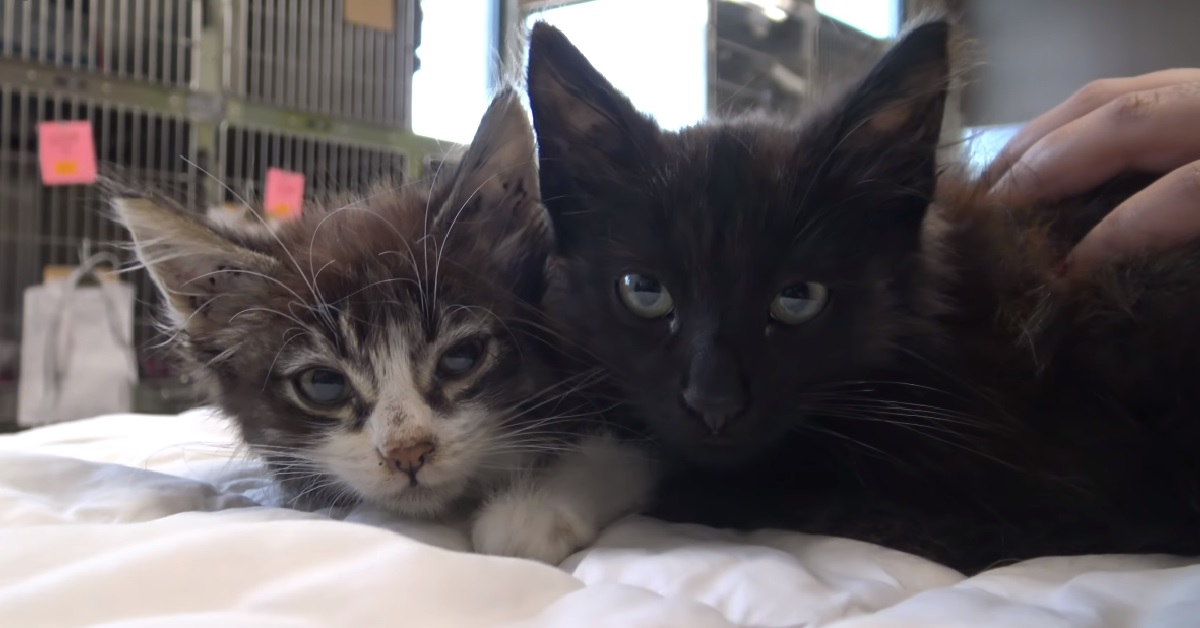 Il salvataggio di due gattini soli in un grosso canale di scolo (VIDEO)