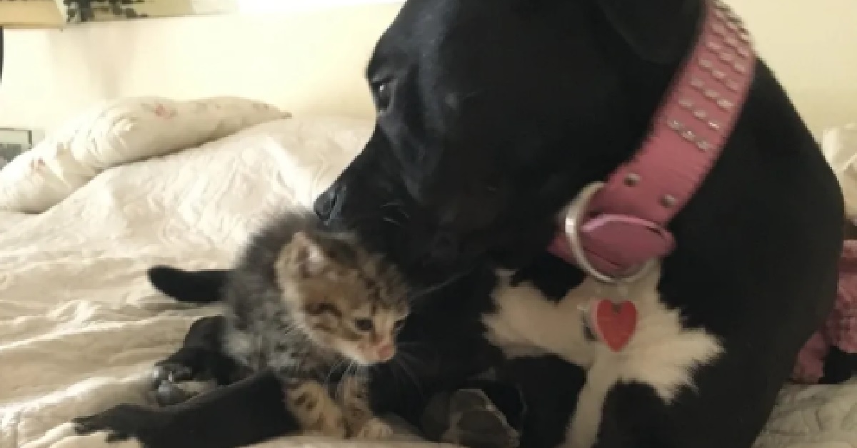 Il salvataggio di una gattina chiusa nel giardino di una casa abbandonata (VIDEO)