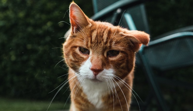 gatto che invecchia dieta ideale