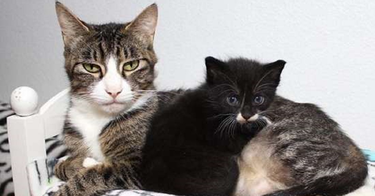 Lucy, la gatta madre di 6 splendidi piccoli gattini (VIDEO)