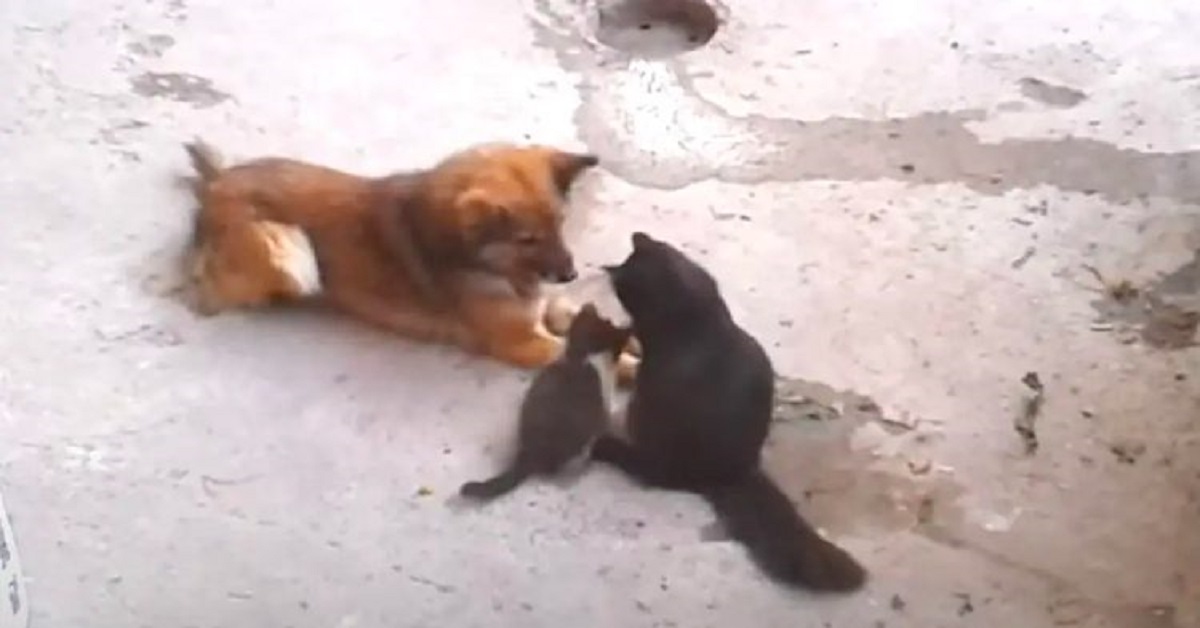 Mamma gatta presenta i suoi piccoli ad un vecchio amico a 4 zampe (VIDEO)
