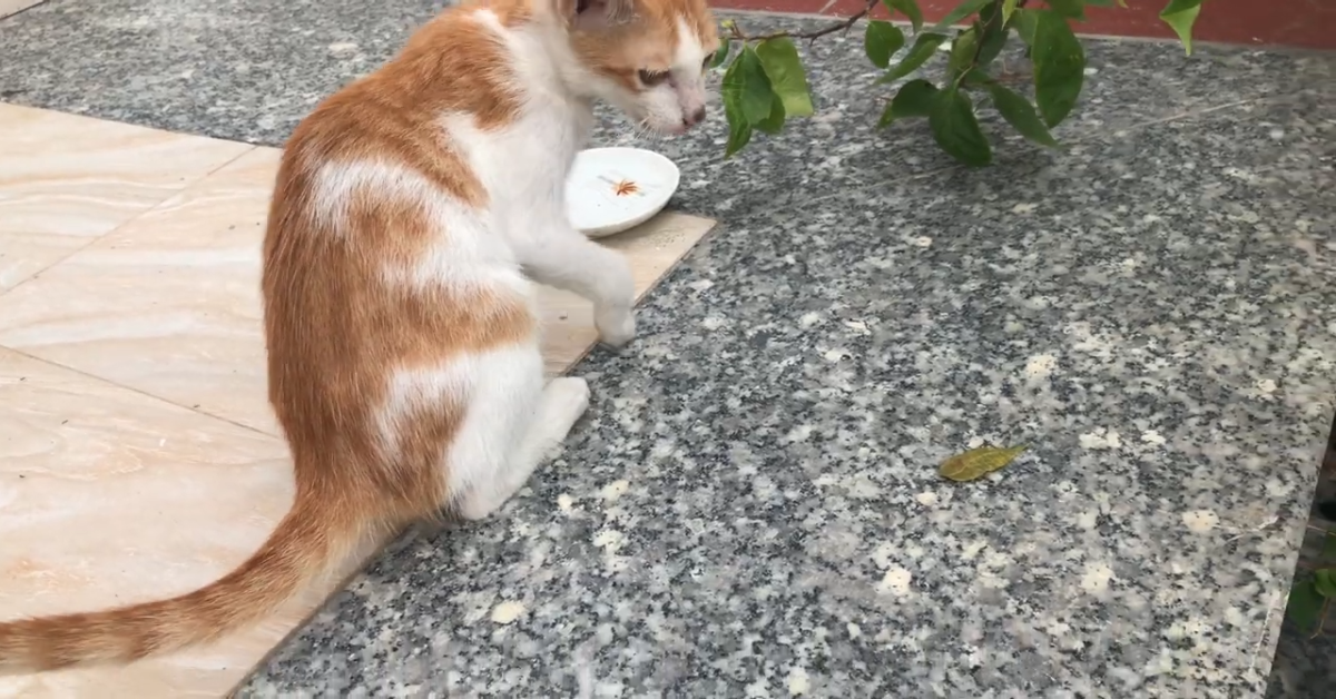 Gatto abbandonato e legato ad un palo viene salvato(VIDEO)