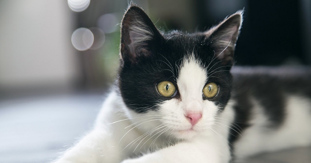 Moo il gattino che ama farsi il bagnetto con il suo proprietario, il video è sorprendente