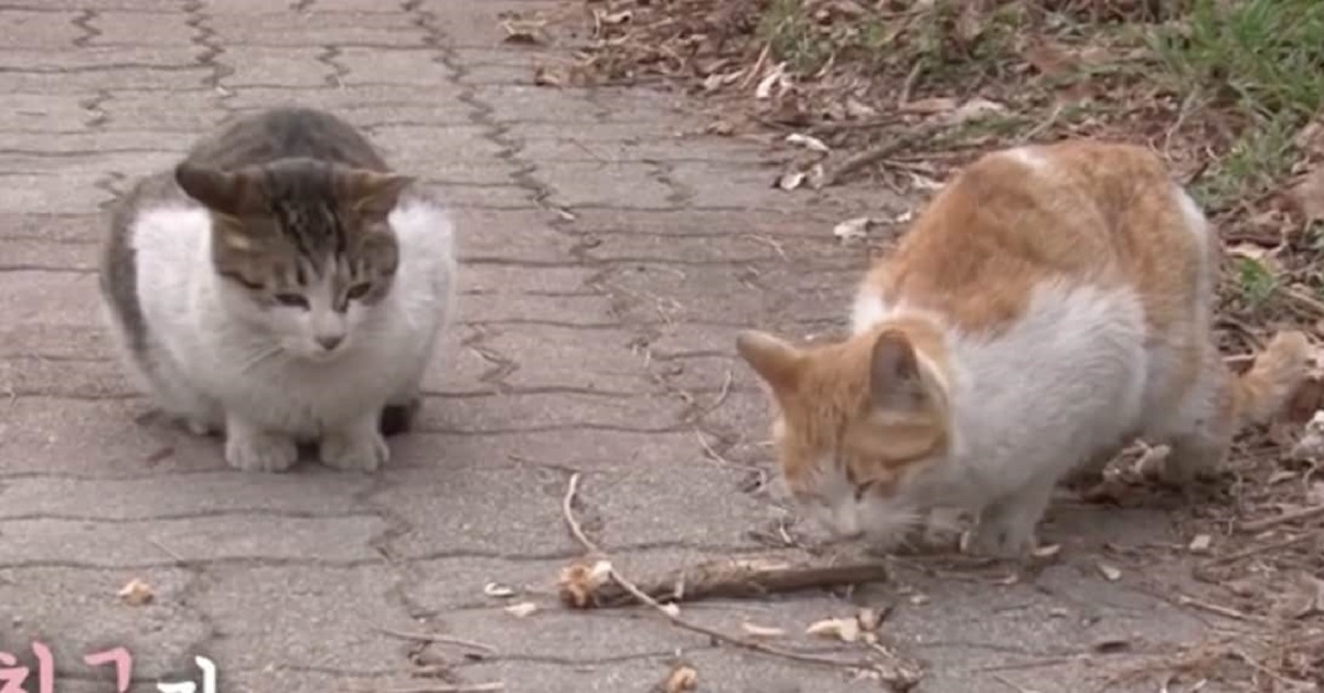 Nabi, gatto amorevole si prende cura di Norang, il suo migliore amico disabile (VIDEO)