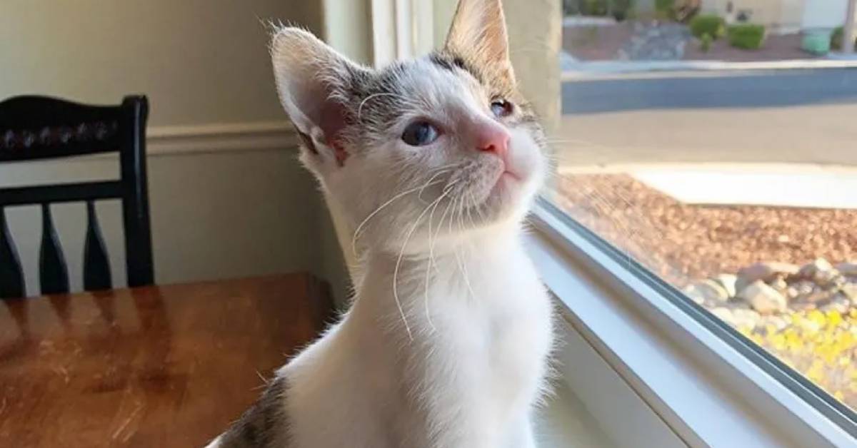 Newt, il video del salvataggio della gattina malata e fragile con infezioni agli occhi