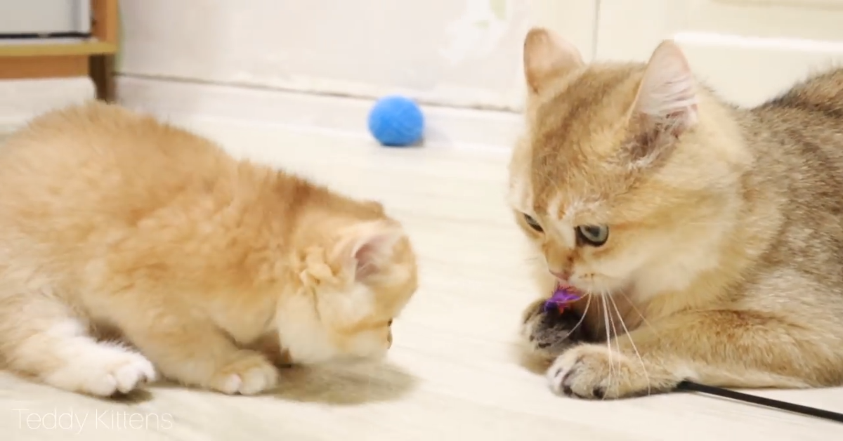 Nonno gatto incontra i suoi nipoti(VIDEO)