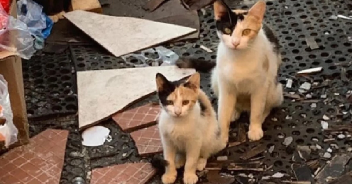 Penny, la gatta madre di 3 piccoletti riesce a trovare casa (VIDEO)