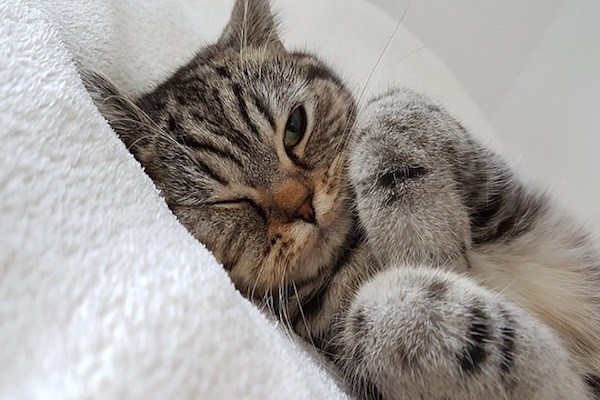 gattino dormicchia sul divano