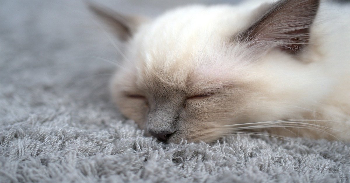 Pulire le orecchie di un gattino, per bene: come farlo e cosa usare