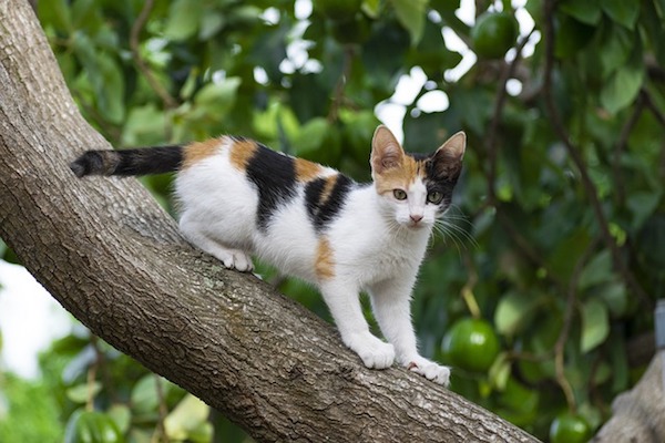 gattino scappa su albero