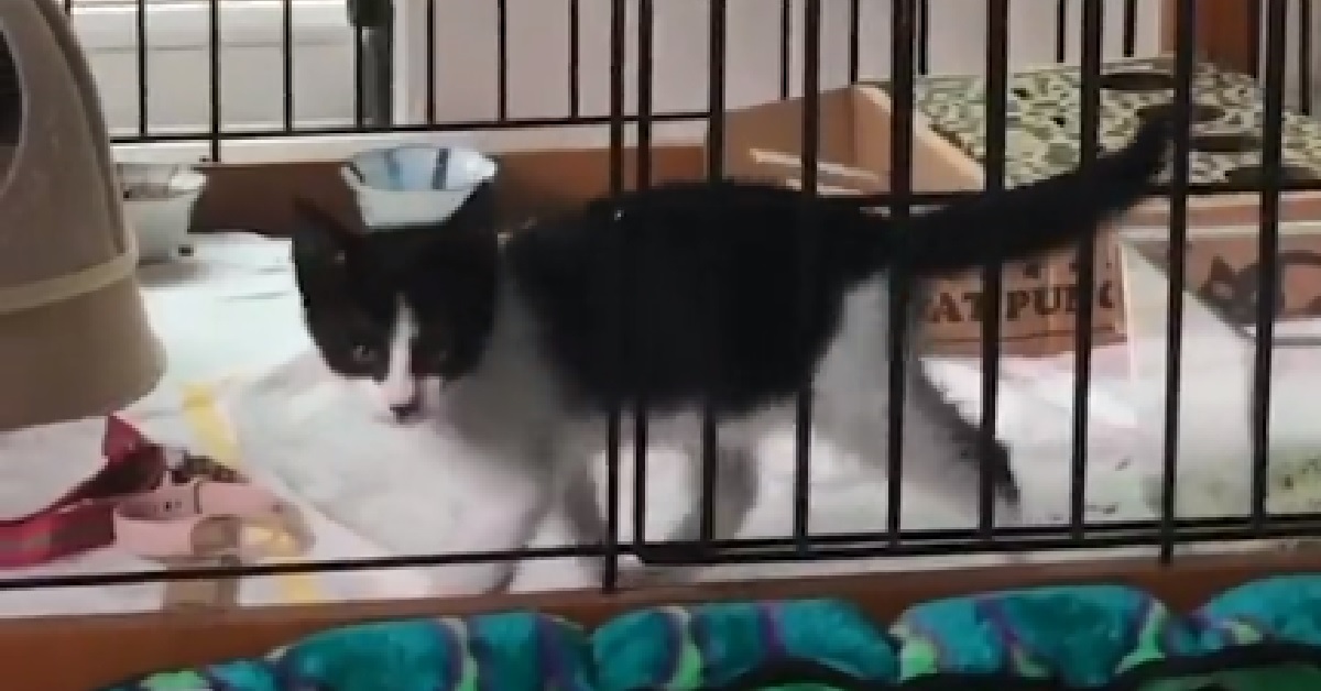 Smalldot, il gattino di pochi giorni scoperto dal cane di famiglia (VIDEO)