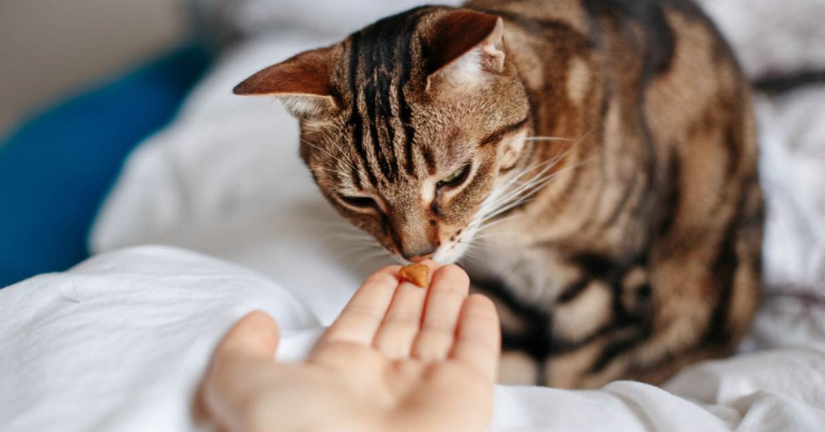 Snack al formaggio per gatti, la ricetta sfiziosa