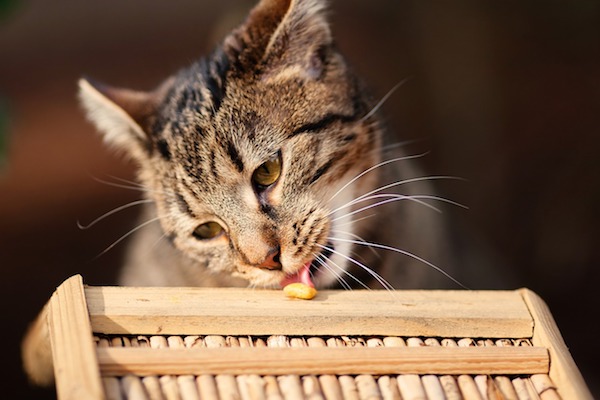 gatto che mangia