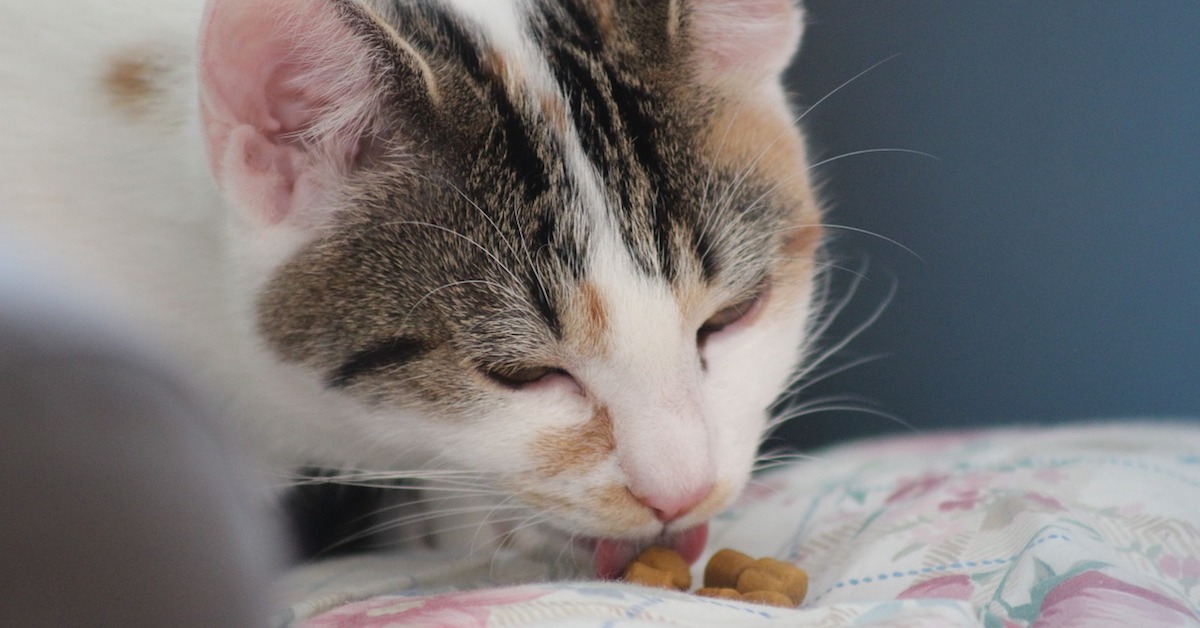 Snack alla zucca per gatti, la ricetta fai da te