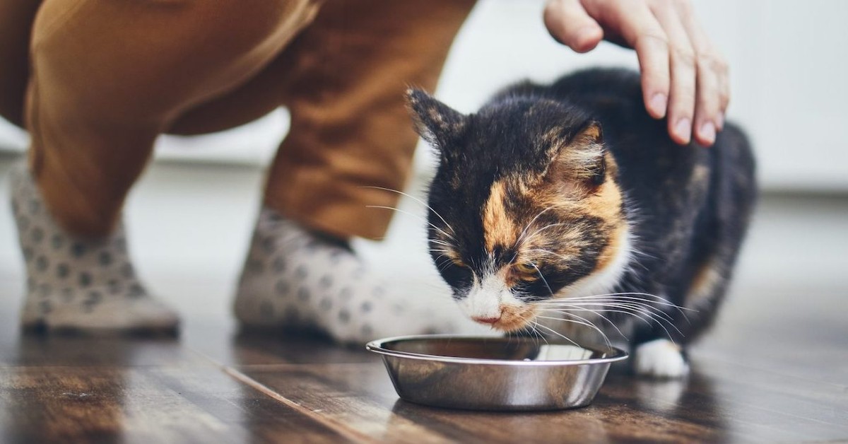 Snack per gatti al tonno, ricetta speciale per Micio