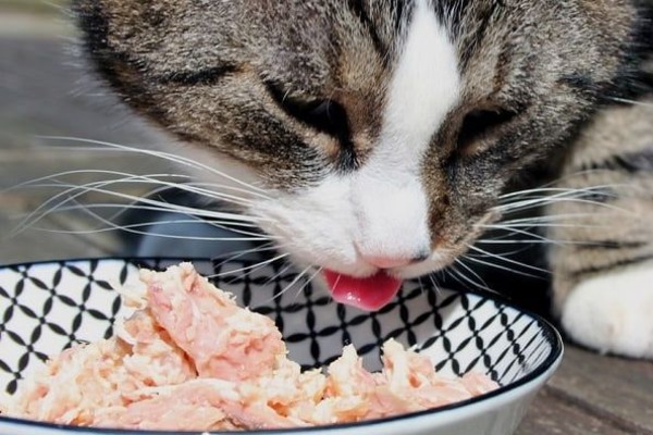 gatto che mangia il tonno