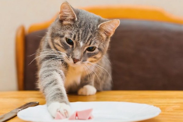 gatto afferra il tonno