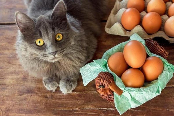 gatto mangia le uova