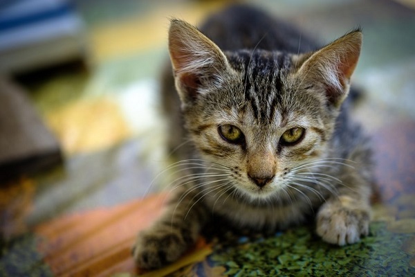 cucciolo di gatto tigrato