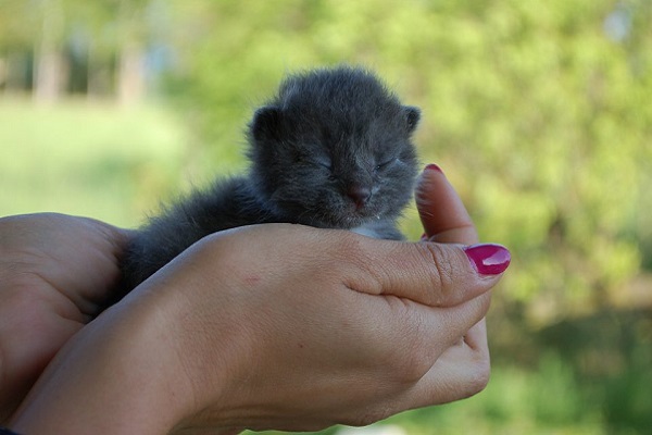 cucciolo di gatto in mano