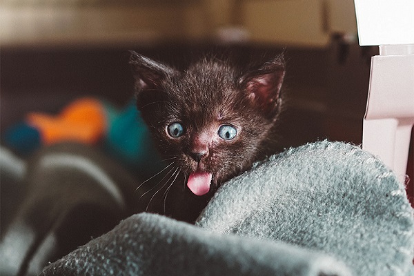 gattino con occhi azzurri