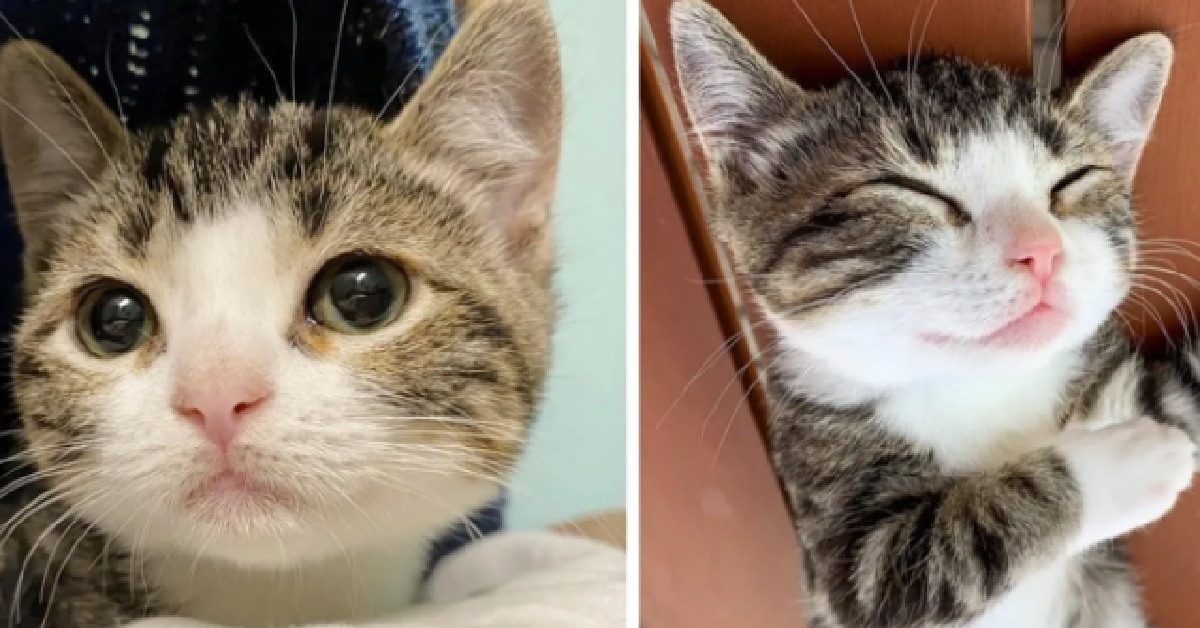 Tina, la gattina nana che scopre la felicità di essere adottata (VIDEO)