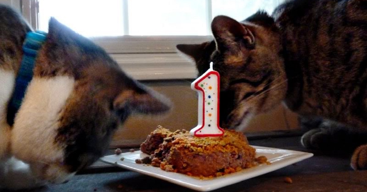 due gatti mangiano una torta con candelina