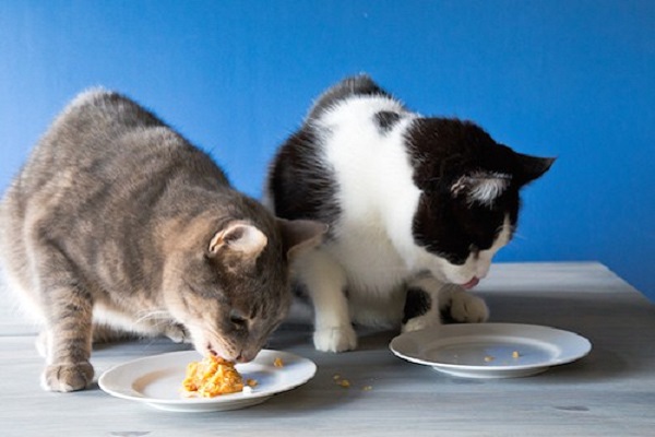 un gatto grigio e uno bianco e nero mangiano pezzi di torta