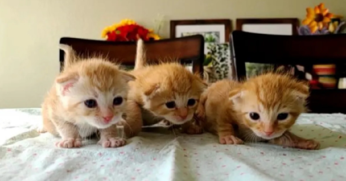 Tre gemelle gattine vengono salvate in un complesso di appartamenti (VIDEO)