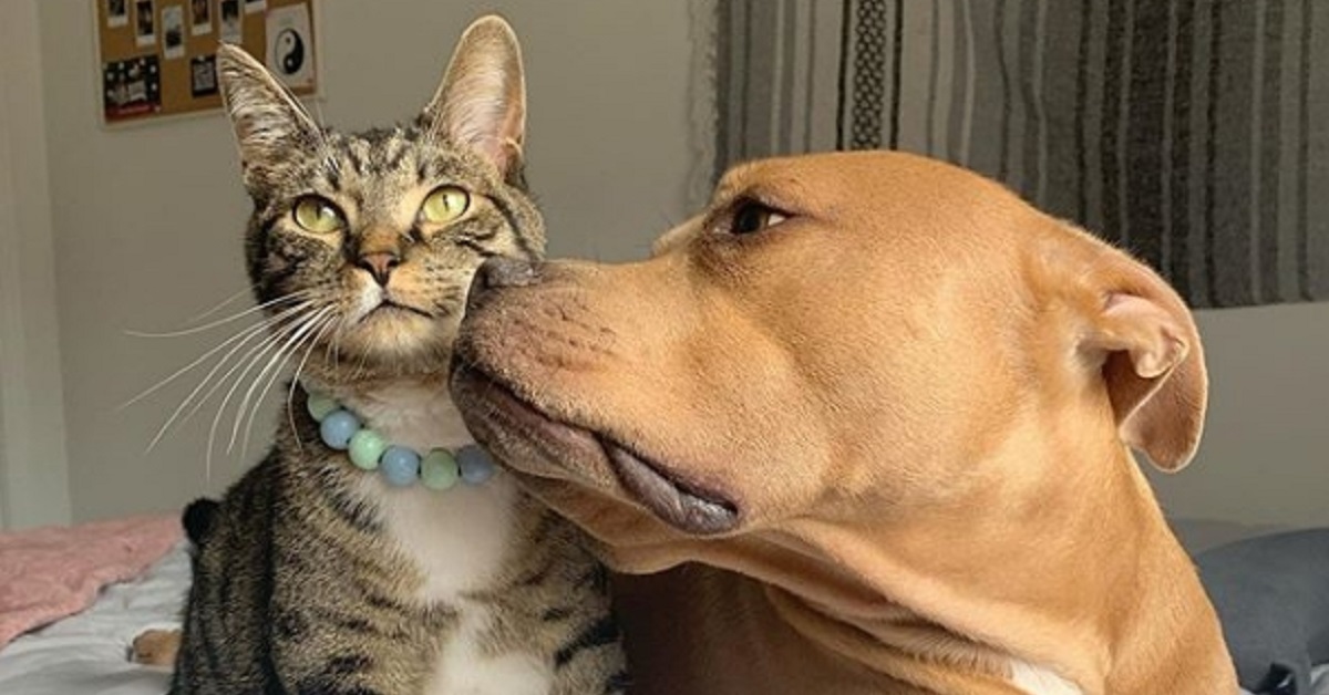 Un gatto davvero speciale diventa il migliore amico di un pitbull (VIDEO)