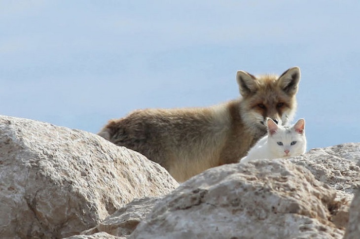 gatto volpe van lago sponde