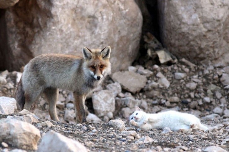 gatto volpe van scatti pescatori