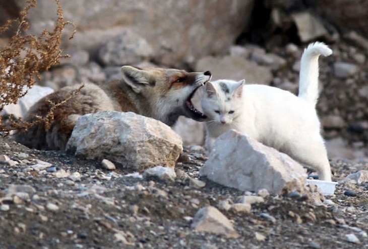 gatto volpe van giocano animali