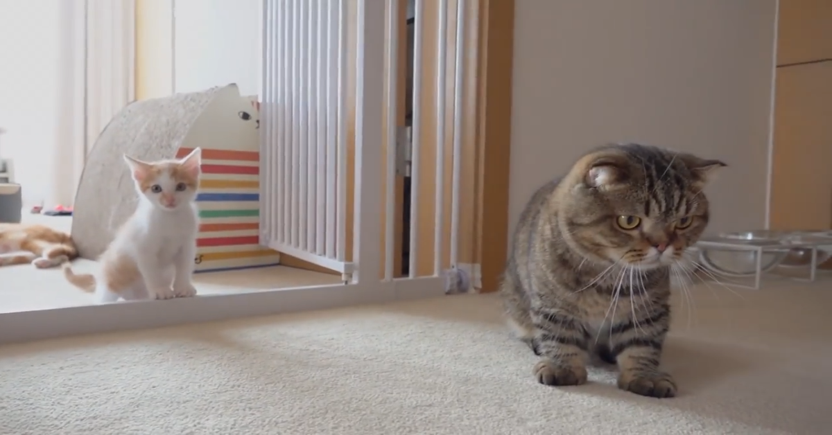 Ecco la vita dei fratelli gatto e la loro routine(VIDEO)