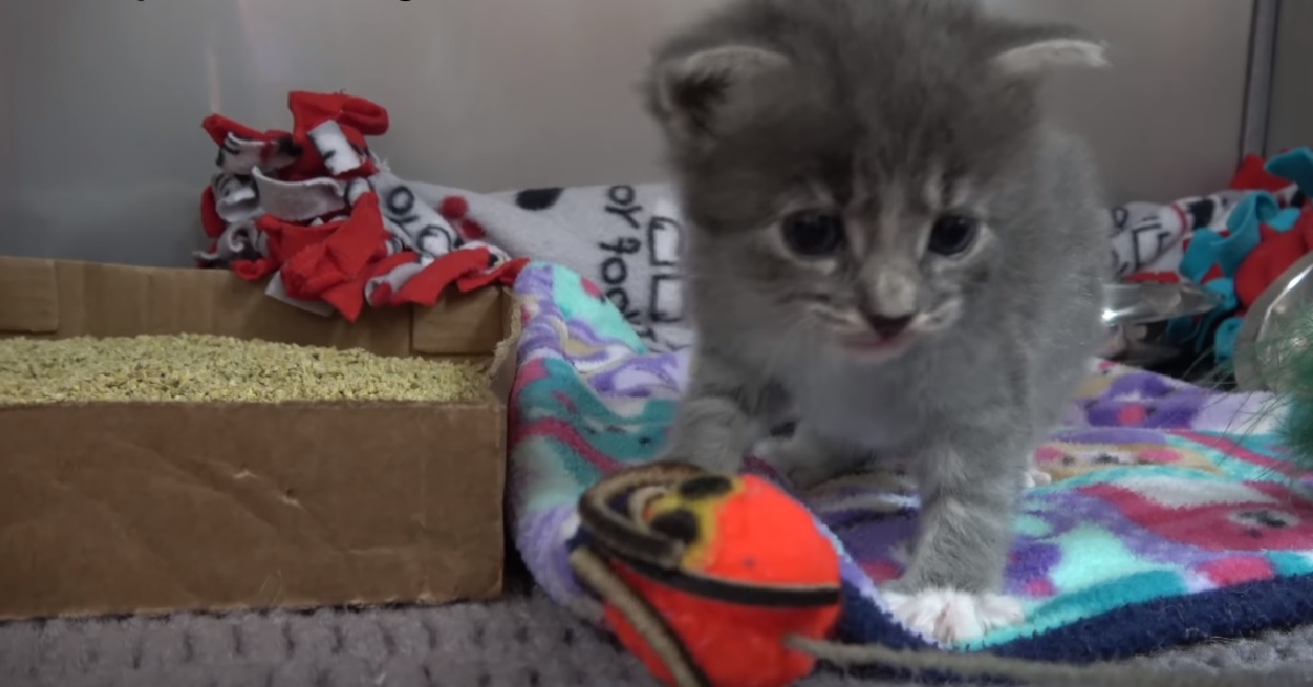 Walter, il gattino bloccato nell’intercapedine (VIDEO)