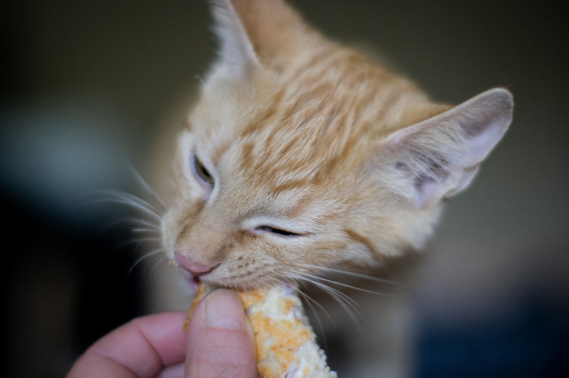 gatto adottato mangia