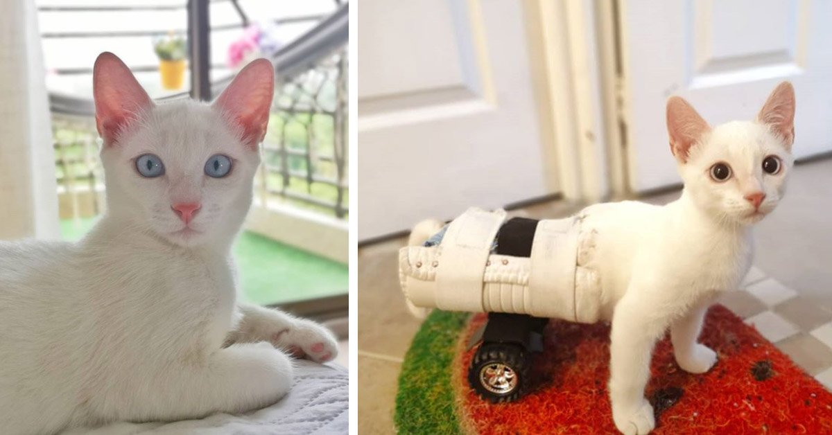 Angel, il gattino con le zampe posteriori paralizzate che dopo il dolore ha conosciuto l’amore (video)